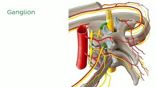 Ganglion Cell Structure and Function [upl. by Eus]