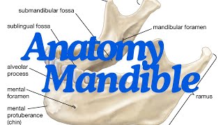 Complete anatomy of the mandible EASIER THAN EXPECTED [upl. by Sinnek]