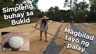 Buhay sa Bukid  Ganito namin binibilad yung palay  Countryside living [upl. by Ianahs183]