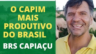 1 HECTARE DE CAPIM CAPIAÇU TRATA DE 90 CABEÇAS NO SISTEMA DE CONFINAMENTO [upl. by Sapphire]