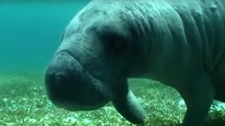 Swimming with a Manatee  Dive Caribbean  BBC Earth [upl. by Delle186]