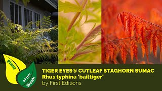 TIGER EYES CUTLEAF STAGHORN SUMAC  Rhus typhina bailtiger  First Editions [upl. by Rases]