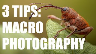 3 Tips to take Your Macro Photography to the Next Level [upl. by Ycats133]