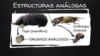 Anatomía comparada [upl. by Hilaria]