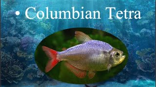 Columbian Tetra Aquarium fish profile tropicalfish aquarium fishkeeping [upl. by Garzon84]