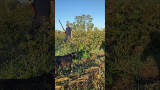 Deutsch Drahthaar amp Quail Hunting 🎬 youtubeshorts keşfet [upl. by Fredella]