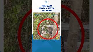 Terekam Penampakan Macan Tutul di Tanam Nasional Baluran [upl. by Hi273]