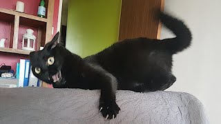 FUNNY CATS make you will remember and LAUGH all day 😂Funny Cats Videos 2024 [upl. by Shull]