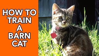 How to Train a Barn Cat [upl. by Yeung]