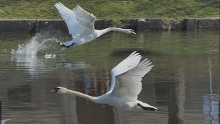 Swan take off and landing  danger in power house [upl. by Llyrpa988]