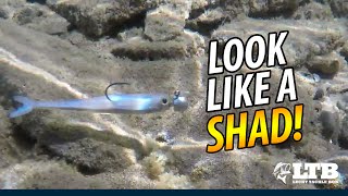 How To Fish Shad Baits  Lucky Tackle Box Tips [upl. by Syverson]