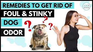 STINKY DOG How you can make your dog smell good [upl. by Lombard]