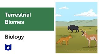 Terrestrial Biomes and Ecosystems  Biology [upl. by Nittirb]