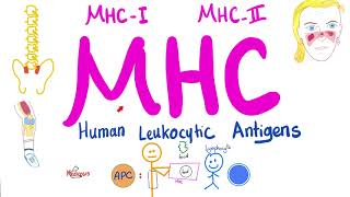 Major Histocompatibility Complex MHC  Human Leukocytic Antigen HLA  Immune System [upl. by Priebe449]