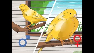 comment différencier un Canari mâle ou femelle [upl. by Odraccir]