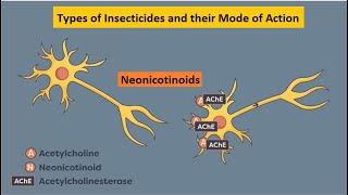 types of insecticides  toxicology  formulation  pesticides  insecticide classification  resist [upl. by Youlton501]