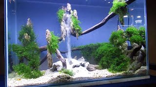 AQUASCAPE WATERFALL  60CM Aquascape Setup [upl. by Gilbertine]