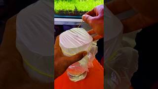 How to Make Infusoria for Betta Fry [upl. by Nylhsoj485]