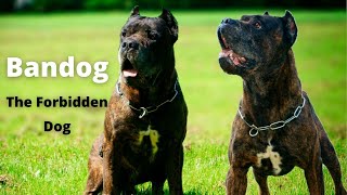 Bandog  The Forbidden Dog  History and Characteristics [upl. by Omocaig587]