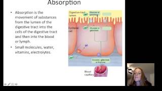 Lecture21 Digestion [upl. by Bradski424]