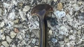 Heres what to do if you find a hammerhead flatworm in Houston [upl. by Fitzhugh758]