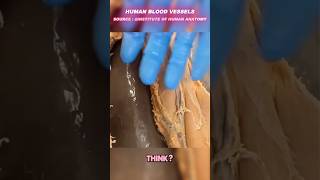 Human blood vessels shorts shortvideo dubbing [upl. by Nafis]