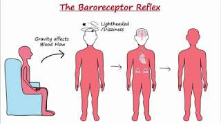 Baroreceptor Reflex [upl. by Oirazan142]