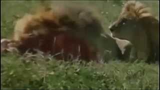 ► National Geographic Documentary  Lions vs Hyenas  HD [upl. by Paolina]