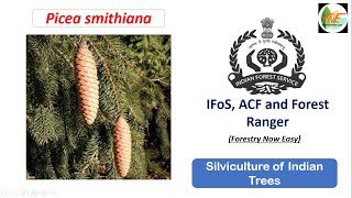 Spruce  Silviculture of Indian Trees  IFoS JPSC ACF Forest Range Officer  Forestry Optional [upl. by Acirne922]