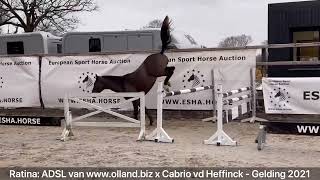 Ratina ADSL van wwwollandbiz x Cabrio vd Heffinck  Gelding 2021 [upl. by Lainey688]