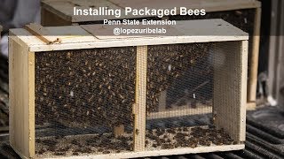 Installing Packaged Bees [upl. by Leoline]