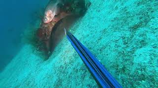 Spearfishing Destin Fl [upl. by Nodnalb]