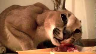 Caracal Feeding Time Growls Closeup [upl. by Arykat]