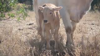 Feeding Cattle in the Drought  Australian Outback  Organic Cattle  Baby Calves [upl. by Schlosser]