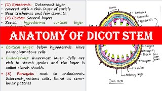 Anatomy of dicot stem [upl. by Wilder23]