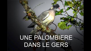 UNE PALOMBIERE DANS LE GERS [upl. by Kuth876]