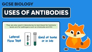 Uses of Monoclonal Antibodies  GCSE Biology [upl. by Vasili712]