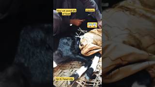 How vet saved life of GoatListeriosisCircling Disease drfaisallillavet shortsshorttrending [upl. by Ardnahs321]