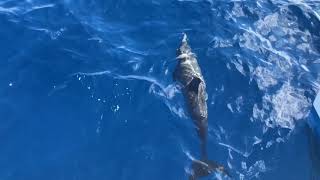 See Hawaiian spinner dolphins with Hawaii Nautical [upl. by Alrak649]