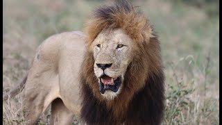 A Huge New Male Lion Takes Over the Mbiri Pride Heres Trouble [upl. by Toney]