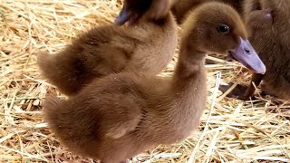 The Beginners Guide To Raising Ducklings Days 114 [upl. by Bahner]