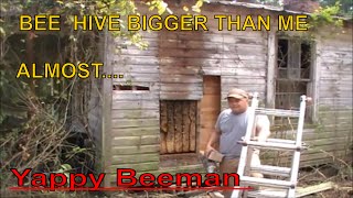 Massive Bee Hive Removal From Abandoned House Wall with Surprise Ending [upl. by Zucker]