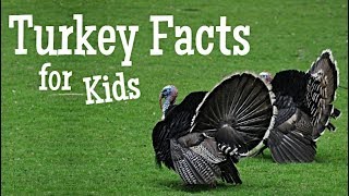 Turkey Facts for Kids [upl. by Lavena34]