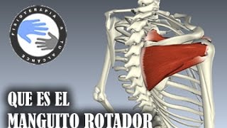 Que es el manguito rotador [upl. by Quinn856]