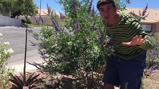 How to grow Chaste Tree or Vitex [upl. by Undis]