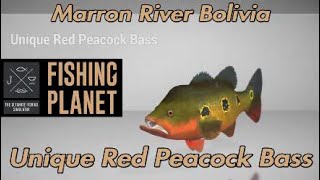 Unique Red Peacock Bass  Marron River Bolivia  Fishing Planet [upl. by Bobette]