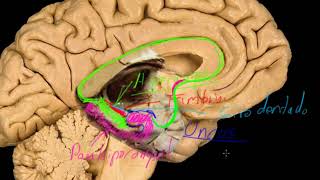 Lóbulo límbico pt1 [upl. by Hniht]