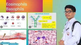 Eosinophils  Basophils Allergy  Inflammation [upl. by Traver]