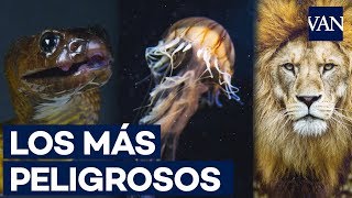 Los 10 animales más PELIGROSOS del mundo [upl. by Lanor]