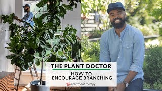 How To Encourage Branching  The Plant Doctor [upl. by Elyrpa]